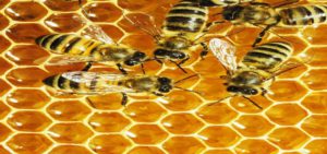 Hunaja tarjoaa sopivaa pikaenergiaa juoksijalle.