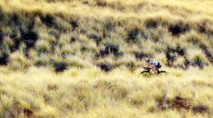 sopeutuminen kuumaan