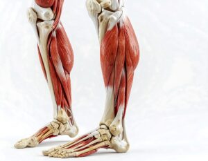 jalkaterän lihakset